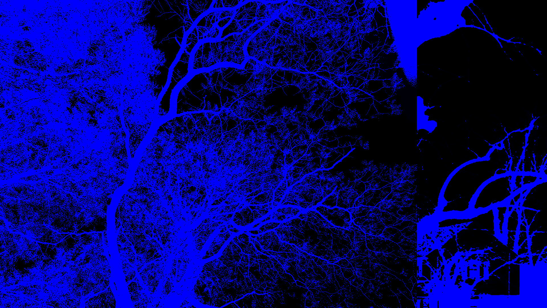 blue tree photo